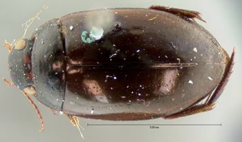 Media type: image;   Entomology 6054 Aspect: habitus dorsal view